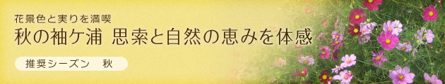 花景色と実りを満喫｜秋の袖ケ浦 思索と自然の恵みを体感（推奨シーズン：秋）